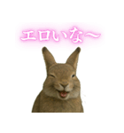 【面白い・エロ】本物のウサギ（個別スタンプ：5）