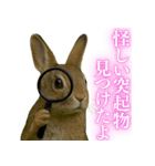 【面白い・エロ】本物のウサギ（個別スタンプ：6）