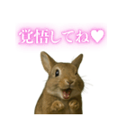 【面白い・エロ】本物のウサギ（個別スタンプ：8）