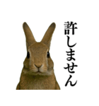 【面白い・エロ】本物のウサギ（個別スタンプ：9）
