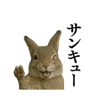 【面白い・エロ】本物のウサギ（個別スタンプ：11）