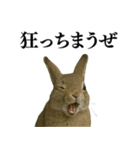 【面白い・エロ】本物のウサギ（個別スタンプ：12）