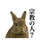 【面白い・エロ】本物のウサギ（個別スタンプ：13）
