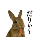 【面白い・エロ】本物のウサギ（個別スタンプ：15）