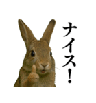 【面白い・エロ】本物のウサギ（個別スタンプ：16）