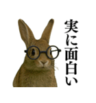【面白い・エロ】本物のウサギ（個別スタンプ：17）