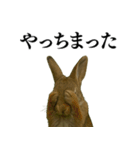 【面白い・エロ】本物のウサギ（個別スタンプ：19）
