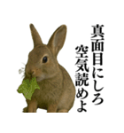 【面白い・エロ】本物のウサギ（個別スタンプ：20）