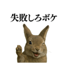 【面白い・エロ】本物のウサギ（個別スタンプ：21）