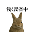 【面白い・エロ】本物のウサギ（個別スタンプ：22）