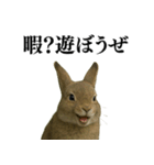 【面白い・エロ】本物のウサギ（個別スタンプ：23）