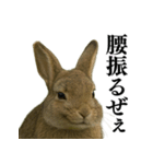 【面白い・エロ】本物のウサギ（個別スタンプ：24）
