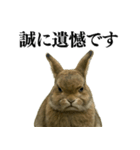 【面白い・エロ】本物のウサギ（個別スタンプ：25）