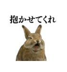 【面白い・エロ】本物のウサギ（個別スタンプ：26）