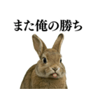 【面白い・エロ】本物のウサギ（個別スタンプ：27）