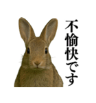 【面白い・エロ】本物のウサギ（個別スタンプ：28）