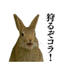 【面白い・エロ】本物のウサギ（個別スタンプ：29）