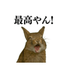 【面白い・エロ】本物のウサギ（個別スタンプ：30）