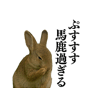 【面白い・エロ】本物のウサギ（個別スタンプ：31）