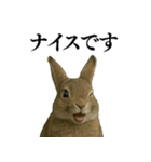 【面白い・エロ】本物のウサギ（個別スタンプ：32）