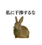 【面白い・エロ】本物のウサギ（個別スタンプ：33）