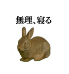 【面白い・エロ】本物のウサギ（個別スタンプ：34）