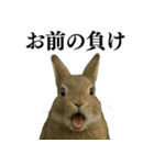 【面白い・エロ】本物のウサギ（個別スタンプ：35）