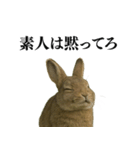 【面白い・エロ】本物のウサギ（個別スタンプ：36）