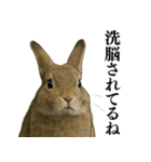 【面白い・エロ】本物のウサギ（個別スタンプ：37）