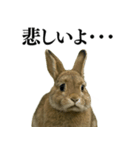 【面白い・エロ】本物のウサギ（個別スタンプ：38）