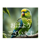 静かに圧がすごいインコたち（個別スタンプ：1）