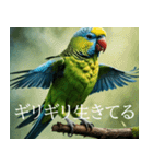 静かに圧がすごいインコたち（個別スタンプ：7）