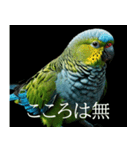 静かに圧がすごいインコたち（個別スタンプ：13）