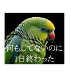 静かに圧がすごいインコたち（個別スタンプ：18）