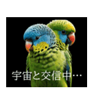 静かに圧がすごいインコたち（個別スタンプ：19）
