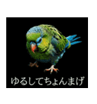 静かに圧がすごいインコたち（個別スタンプ：20）