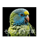 静かに圧がすごいインコたち（個別スタンプ：22）