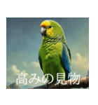 静かに圧がすごいインコたち（個別スタンプ：24）