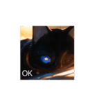 可愛い黒猫の仲間（個別スタンプ：1）