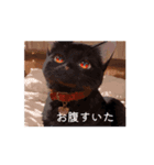 可愛い黒猫の仲間（個別スタンプ：5）