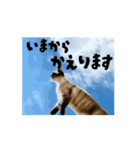 お酒とネコ好きな日常会話 42（個別スタンプ：4）