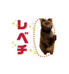 お酒とネコ好きな日常会話 42（個別スタンプ：12）