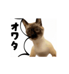 お酒とネコ好きな日常会話 42（個別スタンプ：13）