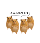ハムスター様の吹き出しスタンプ（個別スタンプ：11）