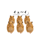 ハムスター様の吹き出しスタンプ（個別スタンプ：13）