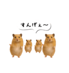 ハムスター様の吹き出しスタンプ（個別スタンプ：14）