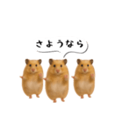 ハムスター様の吹き出しスタンプ（個別スタンプ：22）