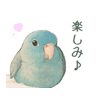 あるサザナミインコの日常（個別スタンプ：1）
