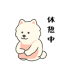 サモエド掃除中（個別スタンプ：21）