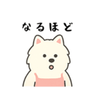 サモエド掃除中（個別スタンプ：24）